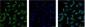 Peroxiredoxin 1 Monoclonal Antibody(8E7)